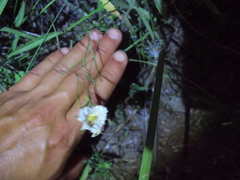 Nierembergia rigida