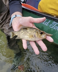 Ambloplites ariommus