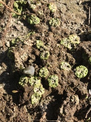 Ricciaceae