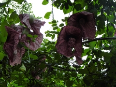 Aristolochia gigantea