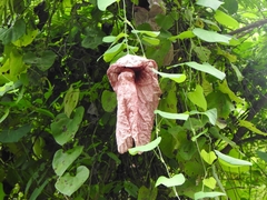 Aristolochia gigantea