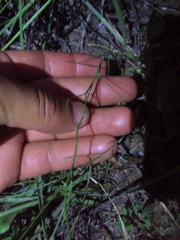 Nierembergia rigida