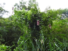 Aristolochia gigantea