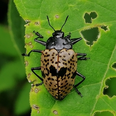 Cypherotylus annulipes