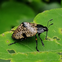 Cypherotylus annulipes