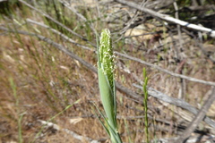 Phalaris paradoxa