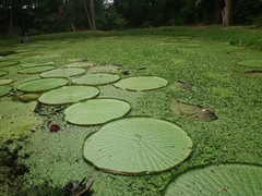 Victoria amazonica
