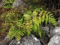 Hypolepis millefolium