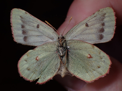 Colias nastes