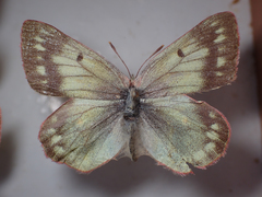Colias nastes