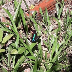 Doxocopa laurentia laurentia