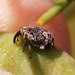 Hakea Fruit Weevil - Photo (c) Tony Rebelo, some rights reserved (CC BY-SA), uploaded by Tony Rebelo