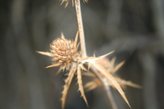 Eryngium falcatum