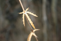 Eryngium falcatum
