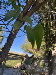Colophospermum