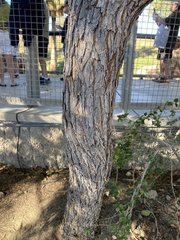 Colophospermum