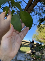 Colophospermum