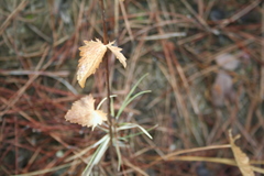 Eryngium falcatum