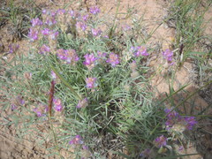 Astragalus flavus argillosus