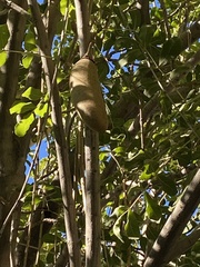 Kigelia