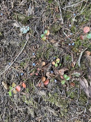 Cotoneaster hjelmqvistii