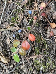 Cotoneaster hjelmqvistii
