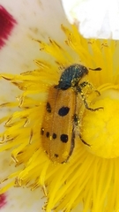 Trichodes octopunctatus