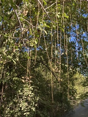 Kigelia
