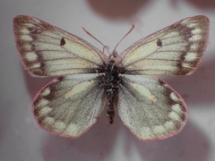 Colias nastes