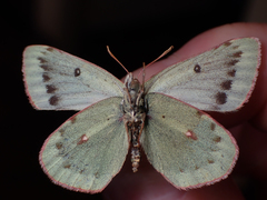 Colias nastes