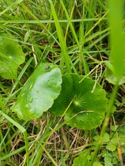Hydrocotyle vulgaris
