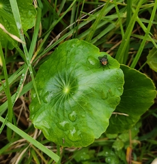Hydrocotyle vulgaris