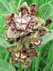 Pachycarpus natalensis