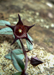 Brachystelma pulchellum