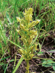 Habenaria lithophila