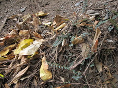 Pellaea rotundifolia