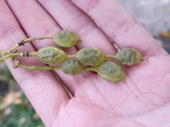 Styphnolobium japonicum