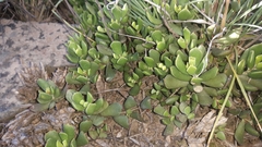 Cotyledon papillaris