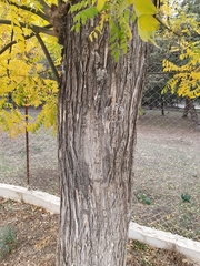 Styphnolobium japonicum