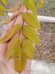 Styphnolobium japonicum