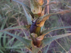 Heilipodus scabripennis