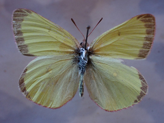 Colias gigantea