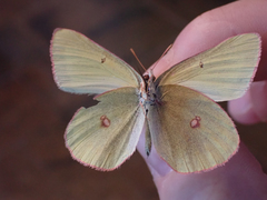 Colias gigantea