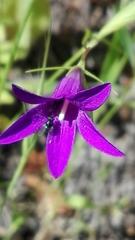 Campanula lusitanica lusitanica