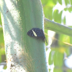 Hamadryas laodamia saurites