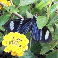 Hypocrita fenestraria