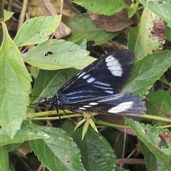 Hypocrita fenestraria