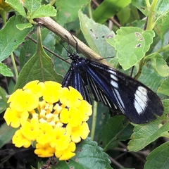 Hypocrita fenestraria