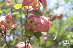 Mussaenda philippica