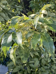 Casimiroa